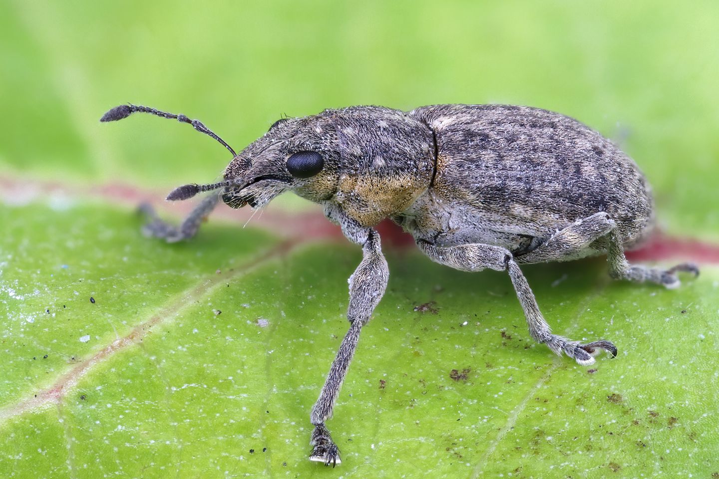 Curculionidae: Coelositona cinerascens